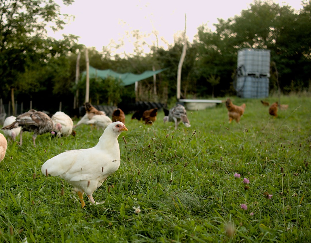 Free range chickens roaming on green pasture
